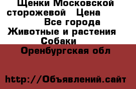 Щенки Московской сторожевой › Цена ­ 35 000 - Все города Животные и растения » Собаки   . Оренбургская обл.